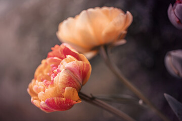 Kwiat pomarańczowy, tulipan, rozmyte tło - obrazy, fototapety, plakaty