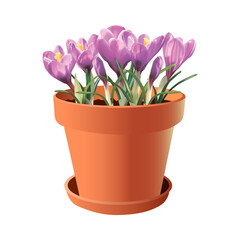 Vector crocuses in a clay pot. Lilac spring flowers.Vector illustration for the design of cards, posters, posters, flyers, garden magazines, etc.