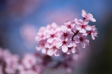 Wunderschöne Nahaufnahme von rosa Kirschblüten