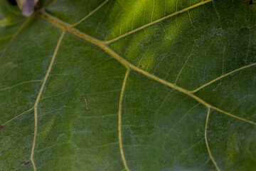 Close up Texture and Pattern of Green Leaf