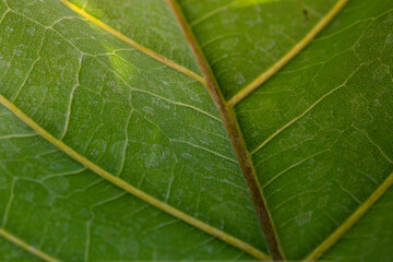 Close up Texture and Pattern of Green Leaf