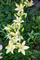 Obraz premium Blooming lily on a green background