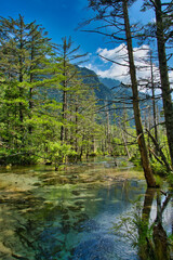 上高地 岳沢湿原と木々-1