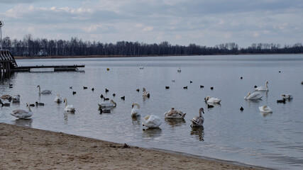Łabędzie i kilka gatunków ptaków nad brzegiem jeziora 