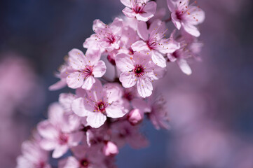 Wunderschöne Nahaufnahme von rosa Kirschblüten