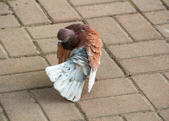 A beautiful pigeon of unusual coloring - brown and white walks in the park