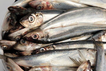 Fresh Baltic herring in a white porcelain dish on a white background. Fresh small silvery fish