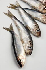 Fresh raw Baltic herring on a white background. Fresh small silvery fish 