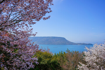 桜　瀬戸内海　屋島(香川県高松市)