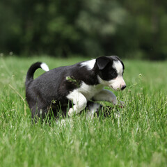 Adorable puppies of Border collie