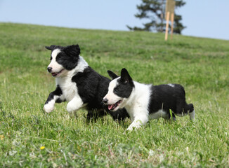Adorable puppies of Border collie
