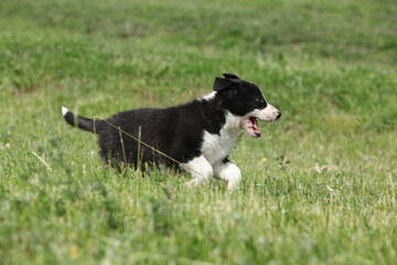Adorable puppy of Border collie