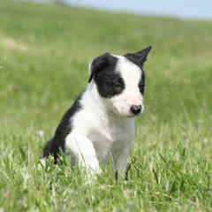 Adorable puppy of Border collie