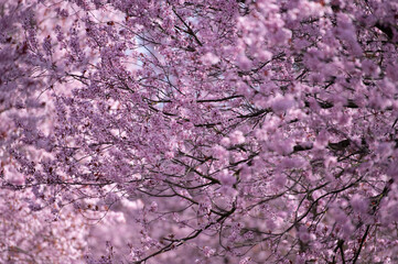 Rosa blühende Bäume