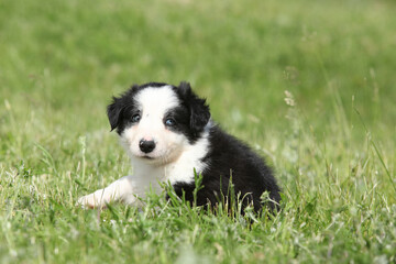 Amazing border collie puppy looking at you