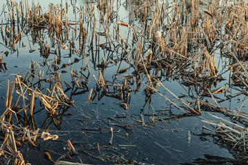 Dry grass reeds in water