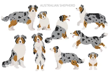 Fotobehang Australian shepherd dogs set. Color varieties, different poses. Dogs infographic collection © a7880ss