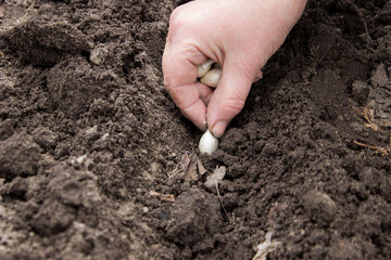 planting a woman's hand onions in the ground in the garden in early spring in the pits