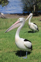 pelicans on the beach