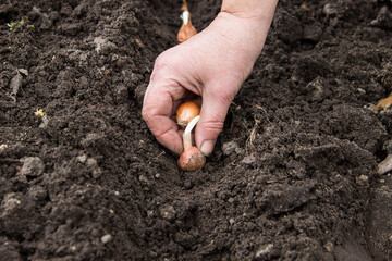 planting a woman's hand onions in the ground in the garden, early spring, the pits