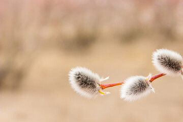 Branch of a blossoming pussy-willow in early spring © Nastia
