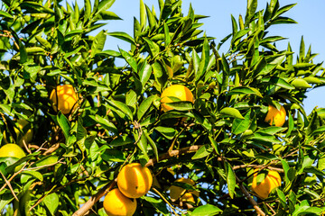 Orange tree with ripe fruits at the orchard