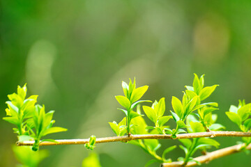 초록새싹과  초록배경