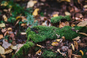 green moss on the tree