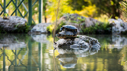 turtle sitting on another turtle of on the rock in middle of lake