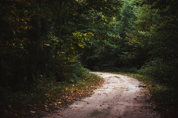 Fototapeta premium path in the woods