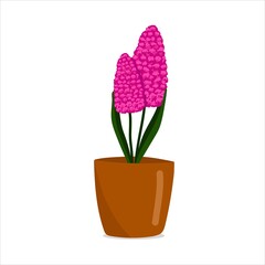 Purple pink hyacinth in a pot, beautiful spring flower in a brown pot, a gift for Womens Day, vector illustration in cartoon style, flat, hand draw