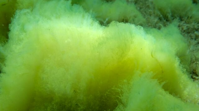 Close up of seabed covered with Filamentous algae (Acinetospora crinita). Natural background Green alga. Adriatic Sea, Montenegro, Europe