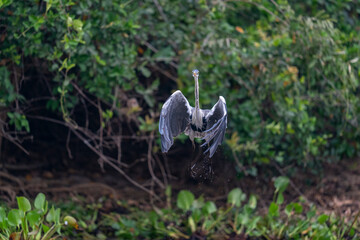 The Cocoi heron (Ardea cocoi)