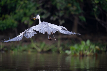 The Cocoi heron (Ardea cocoi)