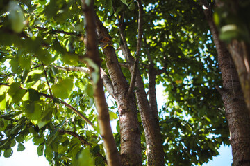 tree in the garden