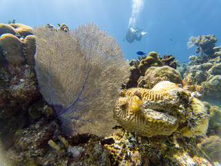 Close Shot Of Beautiful Coral Reef Underwater With Scuba Diver On The Background At Sunny Summer - 423730658