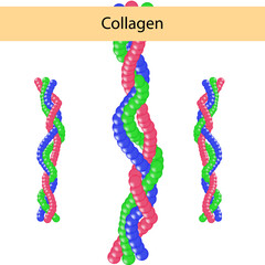 Collagen is an important component of human skin for study. used in cosmetology. medical elements