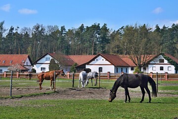 Fototapeta na wymiar Czech Republic - view of the horses in the paddock at stud Kolesa