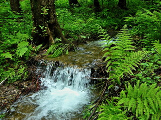 Czech Republic-view of the brook in forest