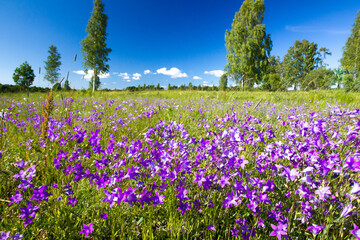 Obraz premium Environmental portrait of spreading bell-flowers blooming in the semi natural meadow with the spring emerald green vegetation and blue sky background