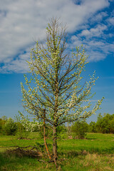 Fototapeta na wymiar wild pear tree blooms in the meadow on a sunny day.