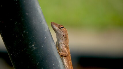 Close up of a Cuban brown anole lizard climbing a metallic pole