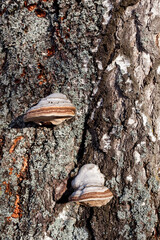 Mushrooms growing on old birch stump