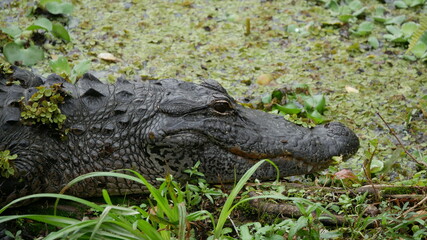 Close up of an American alligator's face from the side, teeth showing