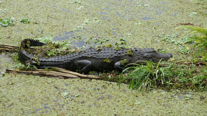 American alligator resting on a log in a swamp with moss and leaves on its back - Full body