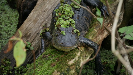 American alligator covered in moss and leaves, laying on a fallen tree trunk and looking at the camera