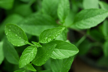 Closeup on thai basil leafs