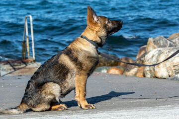 A picture of a fifteen weeks old German Shepherd puppy. Blue sky and ocean in the background