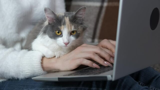 Typing with a cat. The cat lies in the arms of a girl working on a laptop.