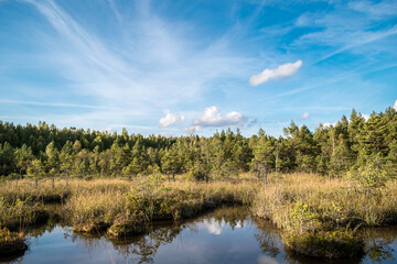 Fototapeta na wymiar Colorful Sulphur pond trail in the Raganu (Witch) swamp in Kemeri National Park near Jurmala, Latvia